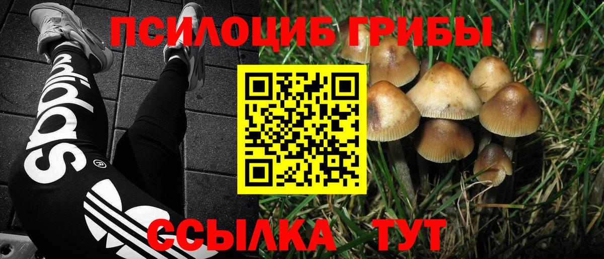 наркотики  Вход с VPN  Киров  Галлюциногенные грибы Psilocybe 